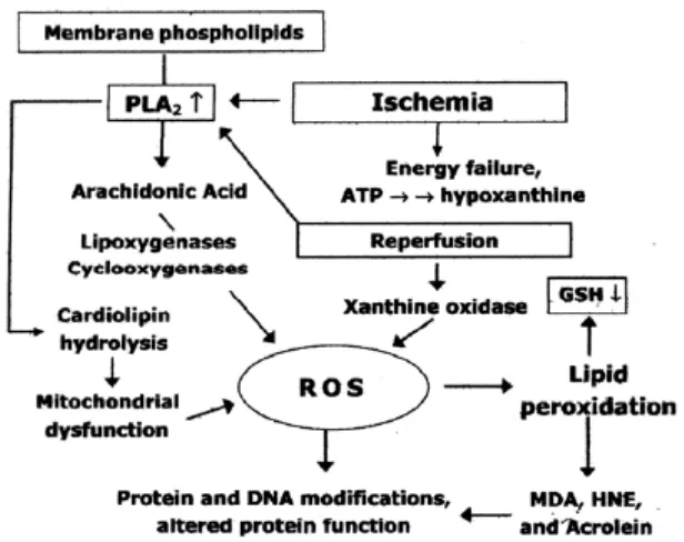 Gambar 2. 3: Metabolisme asam arakhidonat dan peroksidase lipid  