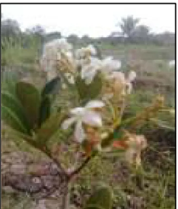 Gambar 1. Tumbuhan Alstonia spatulata Bl  Di  Indonesia  pemanfaatan  tumbuhan  A. 