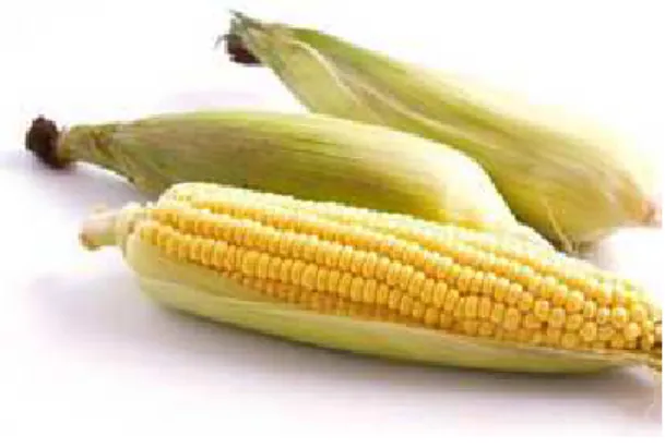 Gambar 2.1 Buah Jagung 
