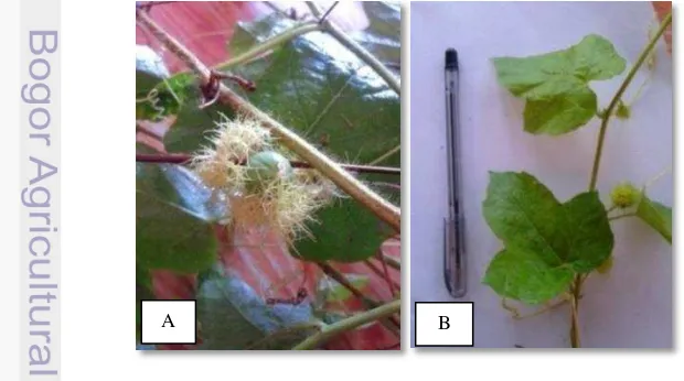 Gambar 12 Putri bakurung (Passiflora foetida)  : A. Buah ; B. Daun 