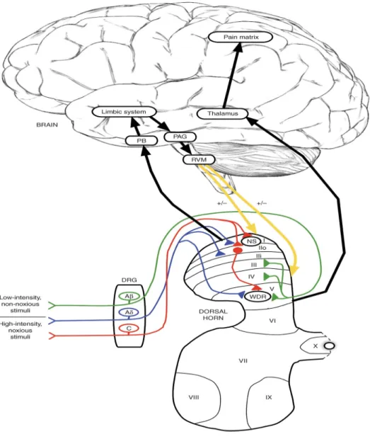Gambar 2.5. Jalur nyeri dari perifer menuju ke otak          (Mello dan Dickenson, 2008)