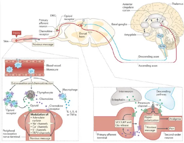 Gambar 2.6. Potensi crosstalk antara reseptor kemokin dan reseptor opioid di jalur  nociceptive (Parsadaniantz et al, 2015) 