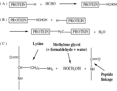 Gambar 2.4 Reaksi formaldehida dengan protein ( Kiernan : 2000 ) 