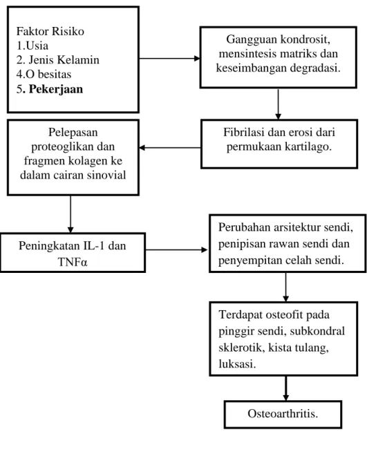 Gambar 3. Kerangka Teori Faktor Risiko 1.Usia 2. Jenis Kelamin 4.O besitas 5. Pekerjaan   Gangguan kondrosit,  mensintesis matriks dan  keseimbangan degradasi