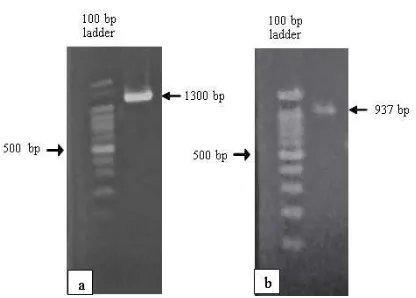 Figure 1. Growth of G. cholesterolivorans AMP 10 in liquid MSM supplemented with pyrene