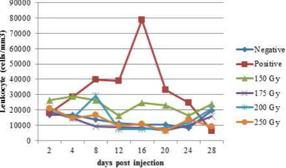 Figure 2. Body weight of mouse at days post injection with gamma irradiated P. berghei