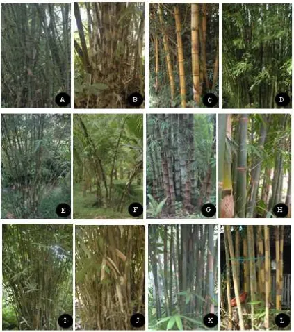 Figure 2. Species of Bamboo in Sangihe: A. atravulgarisBambusa blumeana; B. B. maculata; C