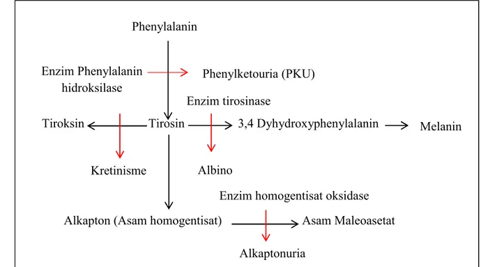 Gambar 2. Skema Kesalahan Metabolisme Asam Amino Tirosin dan Phenylalanin.  