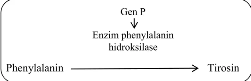Gambar 3. Skema Pengubahan Phenylalanin menjadi Tirosin dengan Bantuan  Enzim Phenylalanin Hidroksilase yang dikode oleh Gen P