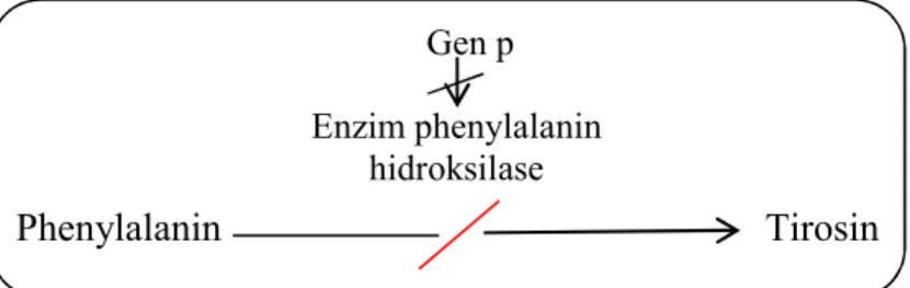 Gambar 4. Skema Kesalahan Metabolisme Phenylalanin menjadi Tirosin.  