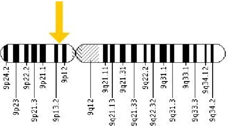 Gambar  2.  Tanda  panah  menunjukkan  lokasi  gen  GALT  pada  kromosom.  Gen  GALT  terletak  pada  lengan  pendek  kromosom  9  pada  posisi  13  (9p13)