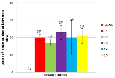 Figure 1.mation time on gandarusa leaf explants by vari-ous densities of  The average length of hairy roots for-Agrobacterium rhizogenes strain LB510.