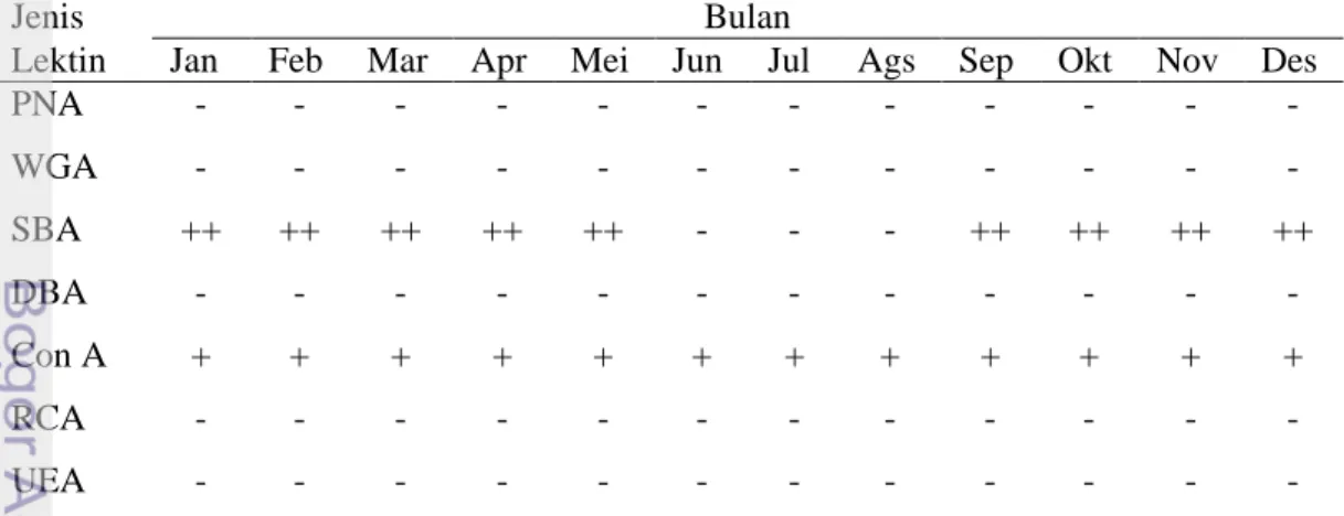 Tabel 5  Pola distribusi ikatan lektin  pada sel Sertoli walet linchi  