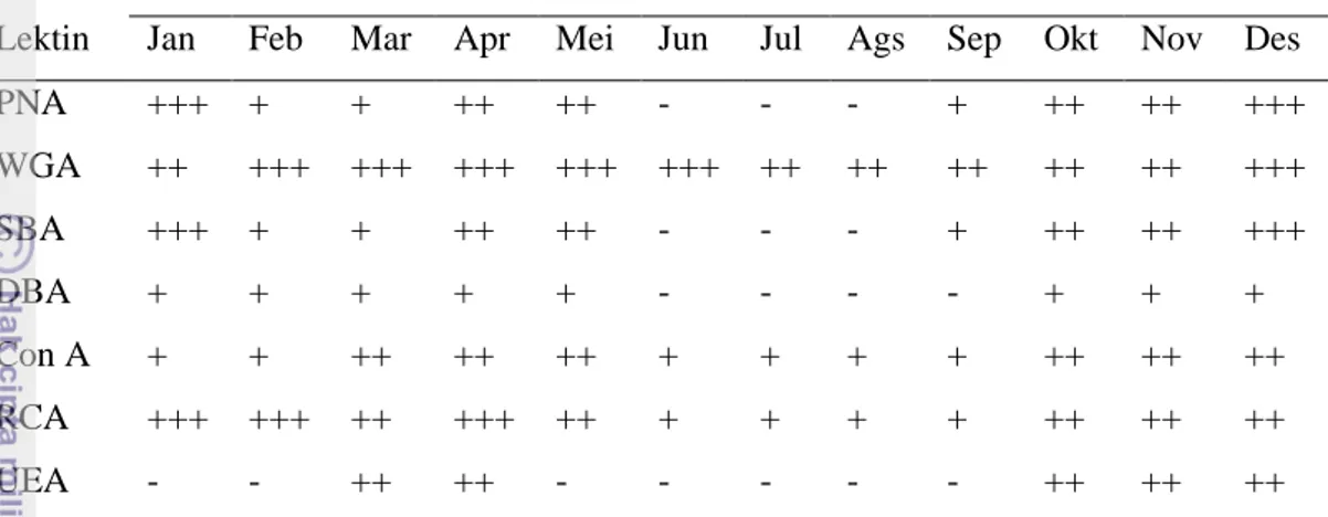 Tabel  7  Pola distribusi ikatan lektin  pada sel spermatosit walet linchi  