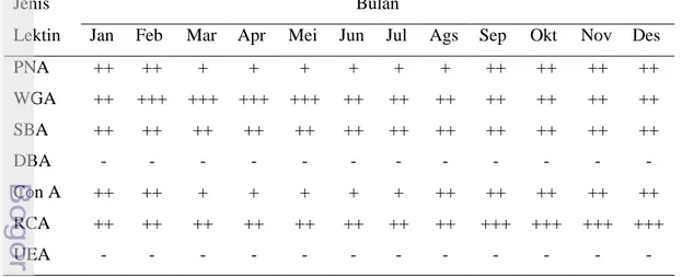 Tabel 9  Pola distribusi ikatan lektin  pada oosit walet linchi  