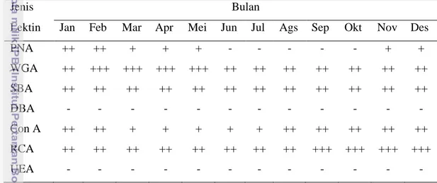 Tabel 10  Pola distribusi ikatan lektin  pada sel granulosa ovarium walet linchi  