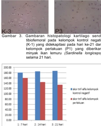 Gambar  2.  Gambaran  histopatologi  kartilago  sendi  tibiofemoral  pada  kelompok  kontrol  negatif  (K-1)  yang  didekapitasi  pada  hari  ke-14  dan  kelompok  perlakuan  (P1)  yang  diberikan  minyak  ikan  lemuru  (Sardinella  longiceps)  selama 14 h