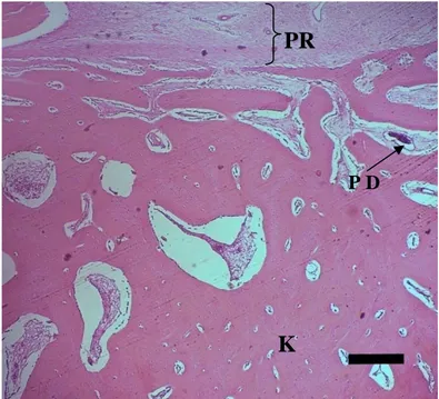 Gambar 15 Gambaran mikroskopis persembuhan tulang kontrol pada hari ke-60  pascaoperasi, terjadi penebalan periosteum dan terbentuknya tulang  yang divaskularisasi oleh pembuluh darah (PD), struktur kompakta  sudah terlihat (K)