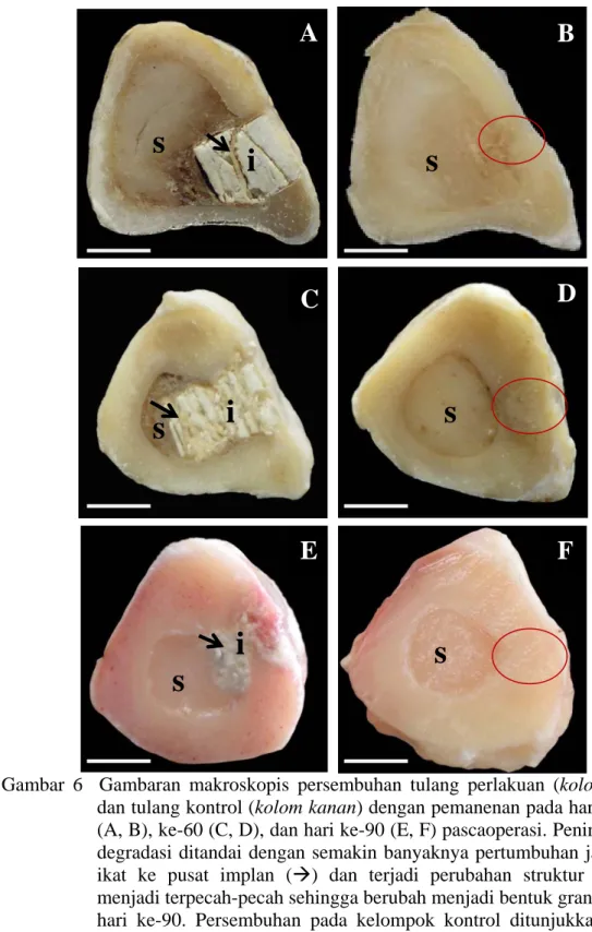 Gambar 6  Gambaran makroskopis persembuhan tulang perlakuan (kolom kiri)  dan tulang kontrol (kolom kanan) dengan pemanenan pada hari ke-30  (A, B), ke-60 (C, D), dan hari ke-90 (E, F) pascaoperasi