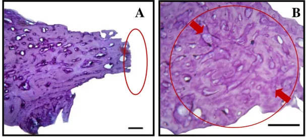 Gambar 7  Gambaran mikroskopis persembuhan tulang perlakuan (A) dan tulang  kontrol (B) pada hari ke-30 pascaoperasi