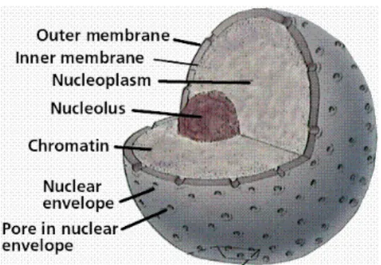 Gambar 1. Struktur nukleus. Kromatin, DNA yang terurai yang menempati ruangan dalam selubung  nukleus