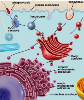 Gambar 7. Komponen  yang menyusun endomembran 