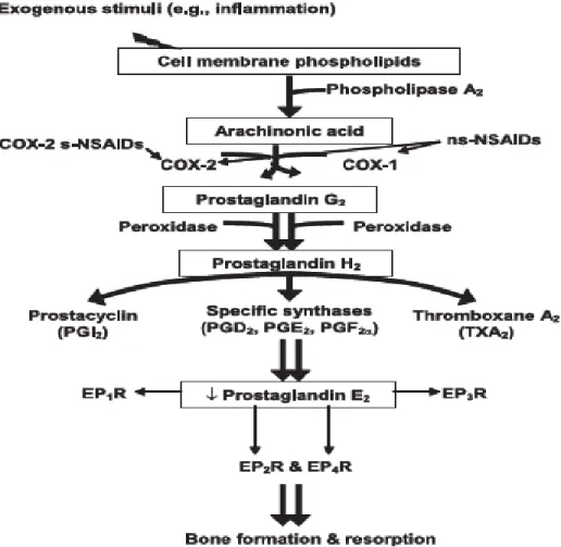 Gambar 2.2. Skema peranan COX-2 dalam Penyembuhan Tulang ( Toxicology Pathology,  2009 ) 