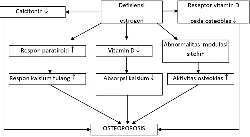 Gambar 4 Patofisiologi Osteoporosis21 