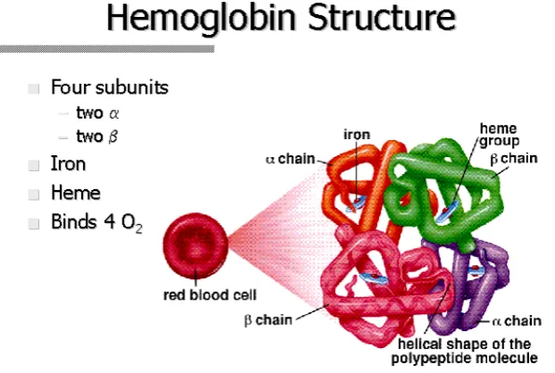 Gambar 2.1. Molekul hemoglobin dan Rantai Globin.26