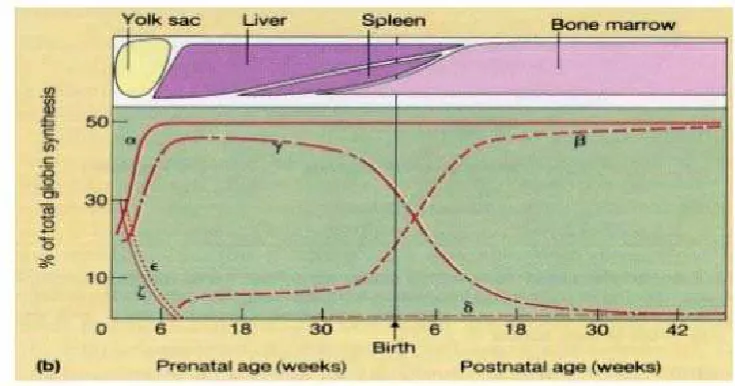 Gambar 2.3.Sintesis rantai globin.24