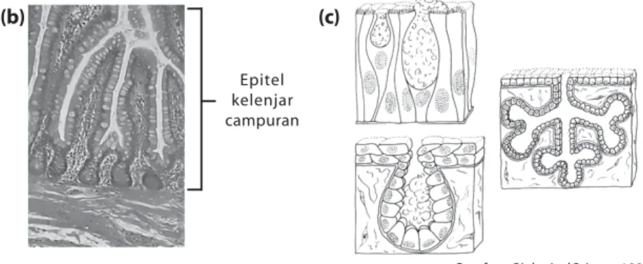 Gambar 2.22 (a) Epitel kelenjar uniseluler pada usus halus (b) Epitel kelenjar campuran pada vili usus halus (c) Tiga tipe kelenjar