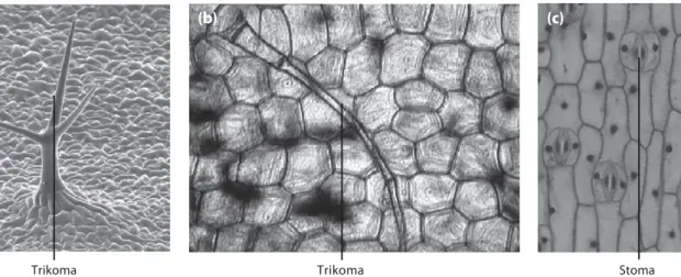 Gambar 2.4 Bentuk lain dari epidermis, yaitu (a) stomata, (b) daun, dan (c) trikoma