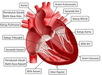 Gambar 6. Anatomi jantung manusia