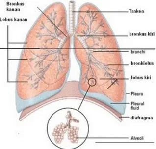 Gambar 7. Paru-paru manusia