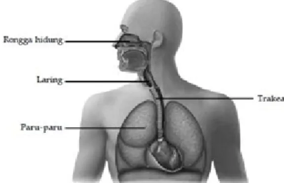 Gambar 8. Sistem pernapasan