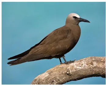 Gambar 5. Anous stolidus pileatus (Burung dara laut Hitam Besar)                  