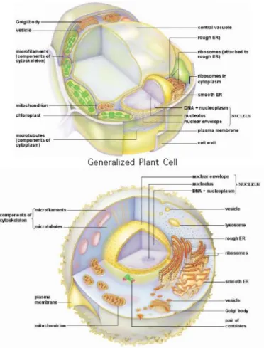 Gambar 4. Perbandingan sel tumbuhan dan hewan 