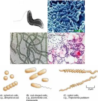 Gambar 1.3. Bentuk Bakteri 