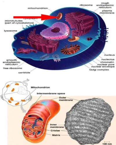 Gambar 1.8 Mitokondria 