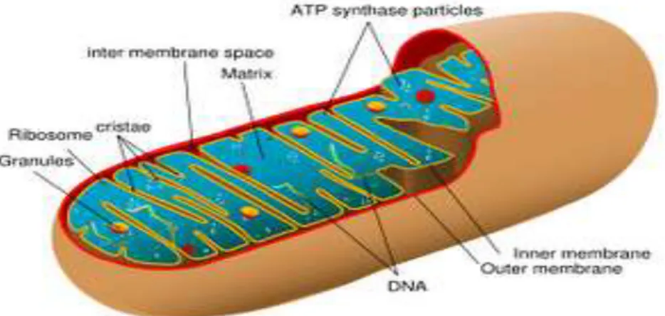 Gambar Mitokondria 