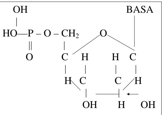 Gambar 1.4  struktur nukleotida   