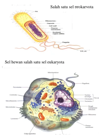Gambar 1.1 Struktur  umum sel eukaryota dan prokaryota 