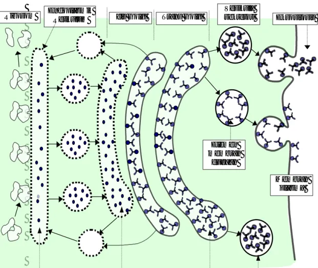 Gambar  4.  Fungsi Badan Golgi (Sheeler and Bianchi, 1987) 