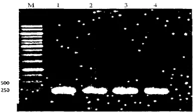 Tabel 2. Kualitas RNA total hasil isolasi dari beberapa bagian tubuh larva sutera 