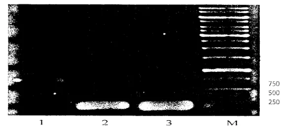Gambar S. Hasil peR dengan primer HSP 01; HSP 20,4 dan HSP 70 . M = marker; I =HSP 01 (750 kb); 2 = HSP 20,4 (250 kb) dan 3 = HSP 70 (250 kb)