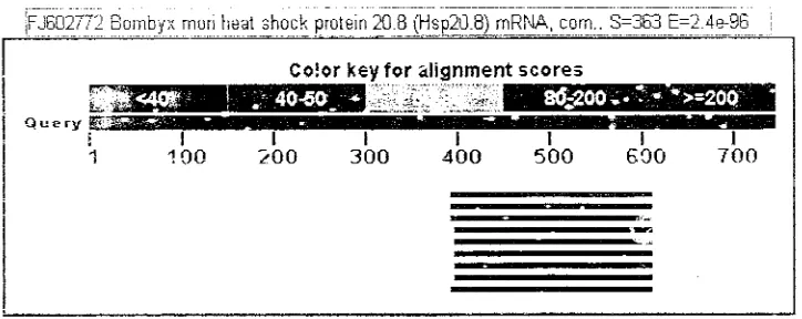 Gambar 8. Urutan nukleotida gen IISP larva sutera (Bombyx monj dcnga:l primer HSP 2004 