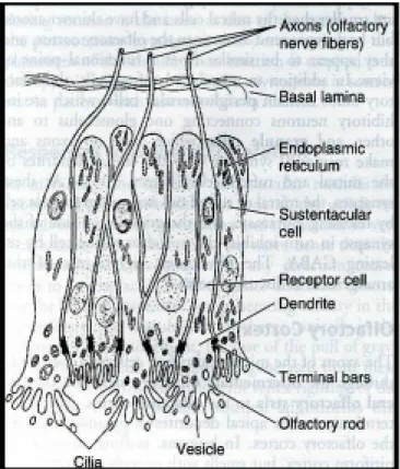 Gambar 2. Membran mukus dari neuroepitel olfaktorius.