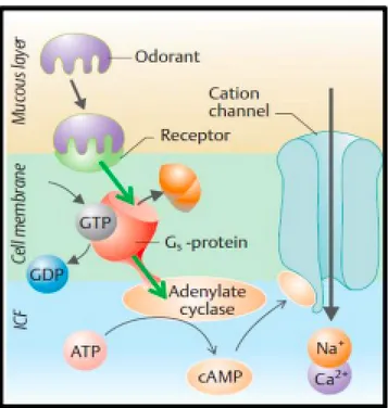 Gambar 3. Proses transduksi dari stimulus olfaktorius.