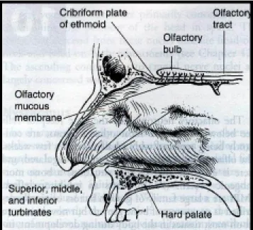 Gambar 1. Regio neuroepitel olfaktorius