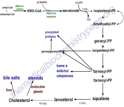 Gambar 2. Biosintesis kolesterol 